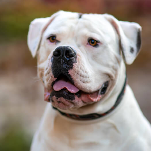 American bulldog with store kids